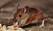 24 Hour & Emergency Exterminators in Nyona Lake, IN
